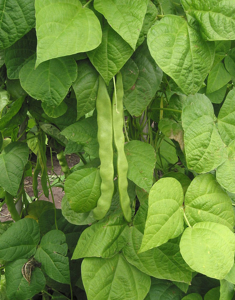 The CSIC in Pontevedra research project on Functional genomics and genetic improvement of the common bean aims to genetically understand the maturation of the plant's meristem, the system that drives its growth and productivity.