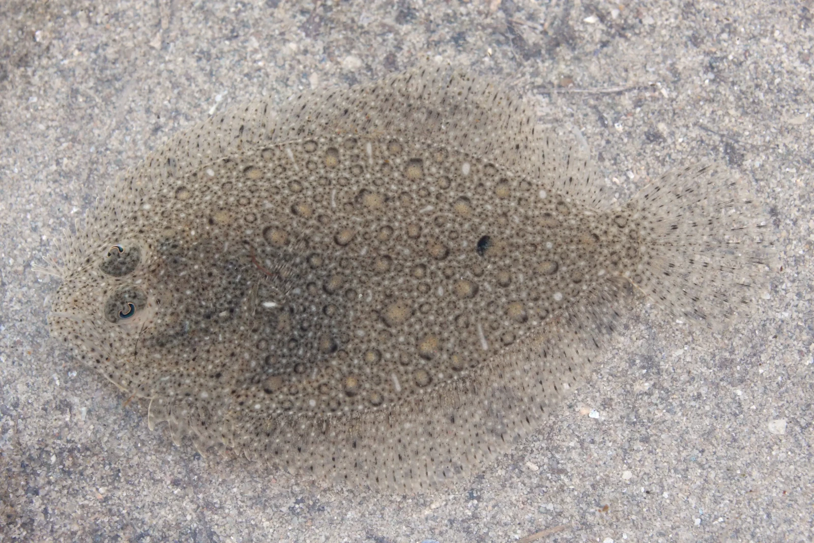 Image of a Turbot by Wikimedia photographer Holger Krisp