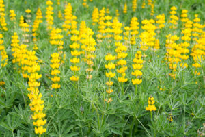 El cultivo de leguminosas, como los altramuces, incrementa la retención de agua y nutrientes, promueve la actividad microbiana, reduce el crecimiento de flora arvense y la incidencia de plagas, y favorece el crecimiento de las plantas.