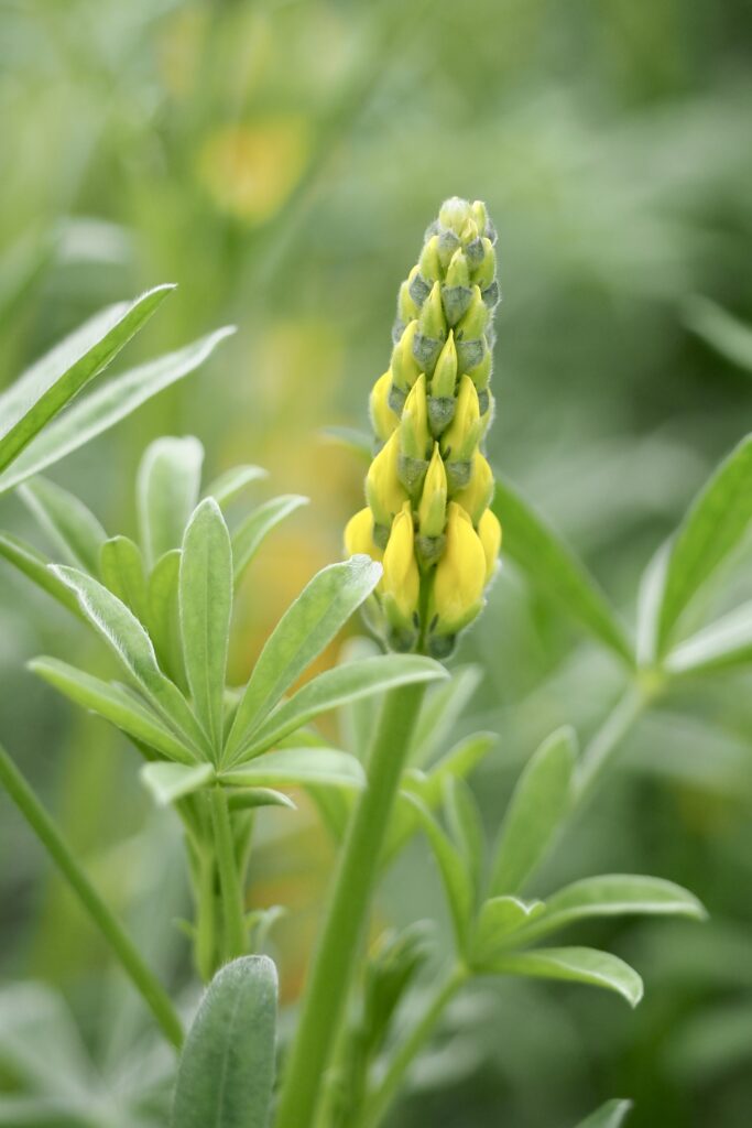 Lupin in bloom Lupin is a crop from the legume family.